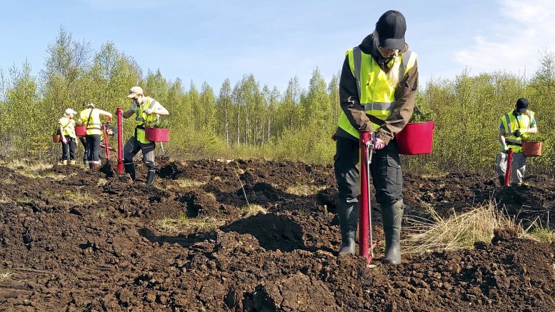 Tannilan Kynkäänsuolle nousee nuorten voimin Kiitollisuuden metsä, jonka vihkiäisiä vietetään 11.6. Koronan sallimissa rajoissa.