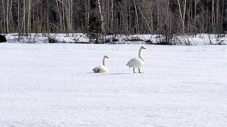 Nämä joutsenet lepäilivät oijärveläisellä pellolla 10.4., vaikka eivät sieltä vielä mitään syötävää kyllä löytäneet. Ei ensimmäistäkään pälveä missään silloinkaan.