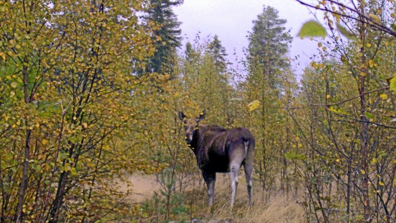 Hirvien jahtikausi käynnistyy syyskuun alussa.