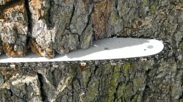Puulle on riittänyt kysyntää, koska kartongin ja sellun käyttö kasvaa. Myös metsätiloja kelpaa nyt myydä hyvään hintaan.