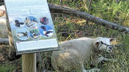 Luontopolun ympäristössä laiduntavat lampaat ovat tänäkin kesänä huolehtineet alueen hoidosta. Niiden päivälepoa eivät luontopolulla liikkuvat ihmiset hätkäytä.