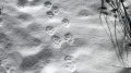 Ilveshavaintoja saadaan varmistettua pääasiassa talvisin, kun eläin jättää jäljet lumeen. Arkistokuva 2018: Pentti Tolonen