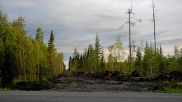 Koitelin retkeilyalueen parkkialuetta vastapäätä olevaa metsää on harvennettu. Tilalle on syntynyt metsätie.