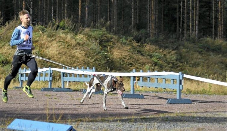 Matti Laaksonen koiransa Roihun kanssa koirajuoksukisoissa. Roihu on perheen koirista nuorin ja menohaluja löytyy.