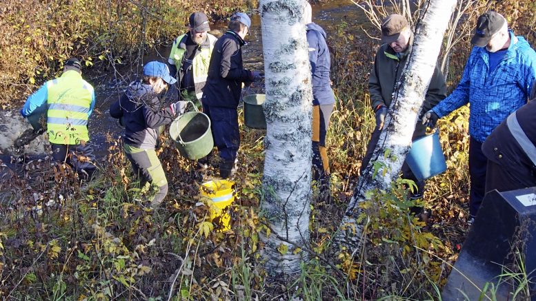 Ämpäriketju toimii mutta ei nosta joesta vettä vaan kantaa sinne soraa ja kiviä. Alimpana astioita tyhjentämässä Oulun kalatalouskeskuksen Heikki Tahkola. Muhojokeen on osakaskunnan toimesta istutettu taimenta ja harjusta, joiden lisääntymismahdollisuuksia sorastaminen ja kiveykset kohentavat.