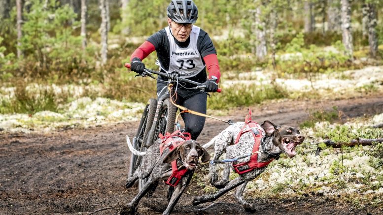 Jorma Sääskilahti vauhdissa 2-koiran kärryluokassa Jämin SM-kilpailussa. Vasemmalla kaartaa vaaleampi Ciara, oikealla Raptor. (Kuva: Kimmo Virkki)