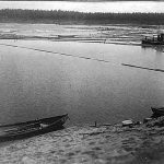 Tukinlajittelua Kiiminkijoella Haukiputaalla vuonna 1921. Eri yhtiöiden tukit nostetaan jokilatvalta ja laitellaan lauttoihin jokisuulla. Kuva: Toivo Itkonen. Museovirasto: Kansantieteen kuvakokoelma.