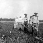 Heinäväki ylittää suota suoportaita pitkin vuonna 1913 Ylikiimingissä. Kuva: Museovirasto, kansantieteen kuvakokoelma, Samuli Paulaharjun kokoelma.