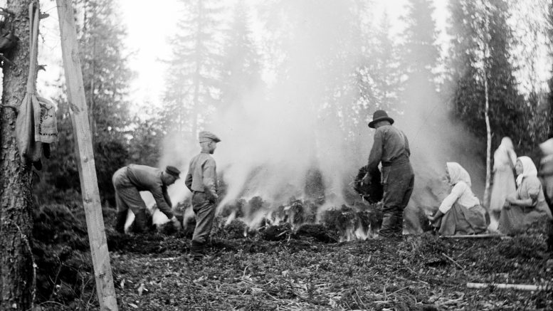 Tervahautaa sytytetään Kiimingissä vuonna 1913. Kuva: Museovirasto, kansantieteen kuvakokoelma, Samuli Paulaharjun kokoelma.