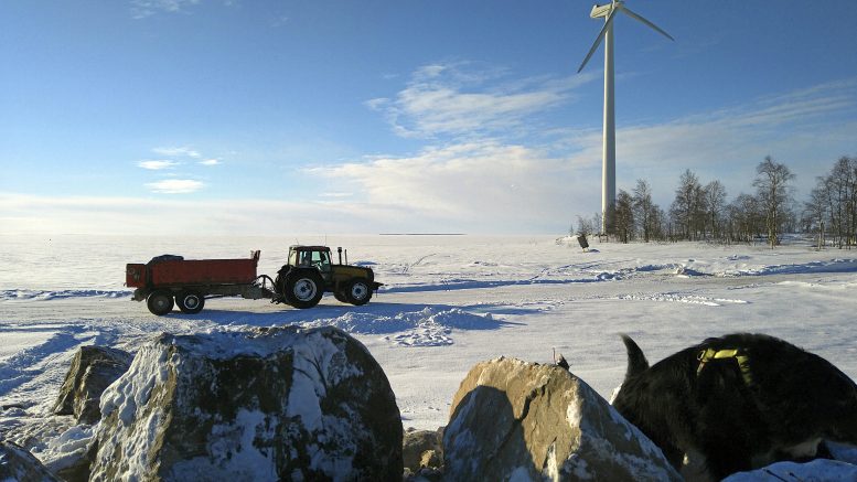 Iin kunnan vanhimmat tuulimyllyt sijaitsevat Vatungin tuulipuistossa. Voimalat ovat omistajansa, Leppäkosken Sähkön mukaan vielä hyvässä kunnossa. Haastavin paikka maarakenteiden osalta on ollut Kuivamatalan saari, jossa kuluvan vuoden helmikuussa korjattiin syysmyrskyjen särkemää laiturin suojakivetystä paikallisin voimin. Pakkasjaksoa ja paikallista jääosaamista hyödyntäen tehtiin jäätie kalasatamasta Kuivamatalan saareen. Kuvassa jäätietä rakentamassa on iiläinen Sauli Kehus. (Kuva: Leppäkosken Sähkö Oy)