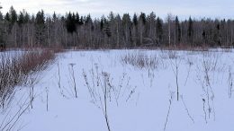 Viljelemättömäksi jäänyt pelto on metsitystukikelpoinen, jos vesakot pystyy poistamaan raivaussahatyönä, eikä sarkojen keskellä kasva kuin yksittäisiä pensasryhmiä. Kuvan pajukko voisi siis olla kookkaampaakin, ja alue olisi edelleen tukikelpoinen. Puulajeista ratkaisevat pajua enemmän koivu ja havupuut siinä vaiheessa, kun alueen puusto alkaa olla peittävämpää.