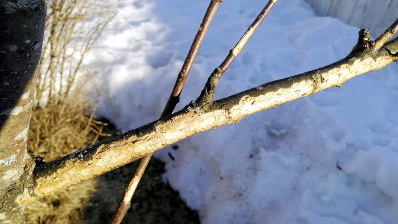 Omenapuut ovat jänisten ja rusakoiden herkkua.