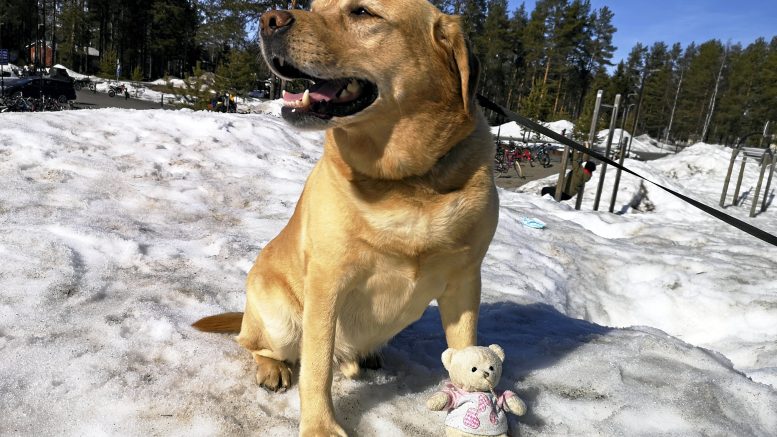 Tullikoiran työstä sairastumisen vuoksi eläkkeelle Jäänyt Julle on tuttu vierailija Haukiputaan koululla, jossa se osallistuu myös välituntivalvontaan virkatyössä harjaantuneella, tarkalla silmällä. (Kuva: Atte Särkkä)