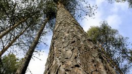 Iin kunnan omistamat 1 747 hehtaaria metsää on käyty läpi vasta valmistuneessa metsäsuunnitelmassa. Kokonaispuuston arvo on arviolta 4,4 miljoonaa euroa, mutta suunnitelmaa ei ole tehty pelkästään talousnäkökulmasta. Tavoitteena on hoitaa metsiä päästövähennystavoitteiden mukaisesti luonnon monimuotoisuus huomioiden.