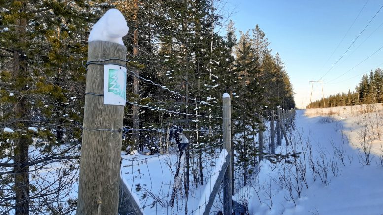 Kainuun metsäpeura-aitaa. (Kuva: Laura Puikkonen, Metsähallitus)