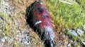 Koiranulkoiluttaja havaitsi kuolleen hylkeen Martinniemessä. Kuva: Lukijan kuva