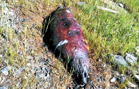 Koiranulkoiluttaja havaitsi kuolleen hylkeen Martinniemessä. Kuva: Lukijan kuva