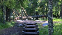 Voimakkaat myrskypuuskat saivat suuretkin puut kaatumaan. Tämä puu tukki Koitelin pikkusaaren kulkuväylän.