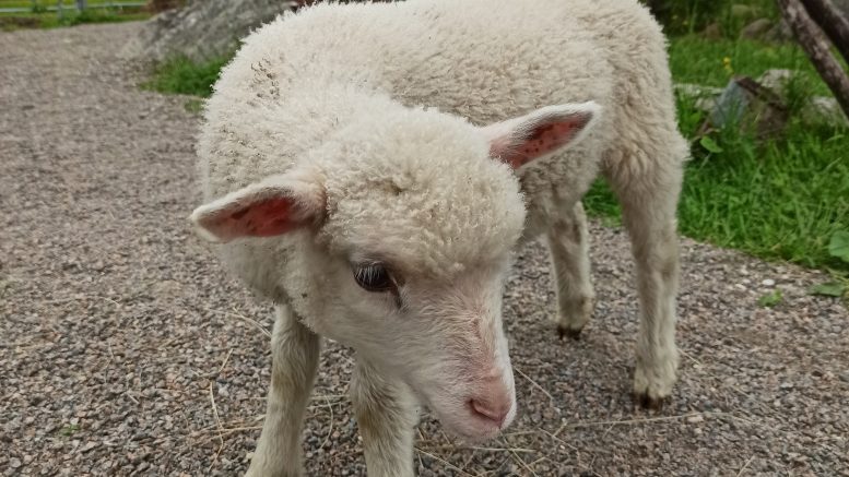 Kotieläinpuisto Arkadiassa pääsee näkemään eläimiä lähietäisyydeltä.