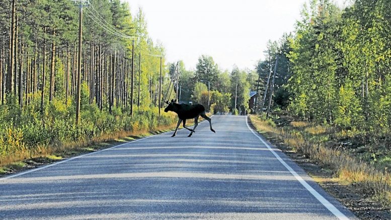 Hirvikannan kasvun rajoittaminen metsästyksellä turvaa myös autoilijoiden liikkumista. Tänä vuonna Rantapohjan alueelle myönnettiin viime vuotta vähemmän hirvenkaatolupia. Varsinainen hirvenmetsästyskausi alkaa Pohjois-Pohjanmaalla lokakuun ensimmäisenä lauantaina. (Kuva: Ismo Piri)