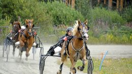 Suomenhevosten 1 600 metriä on käynnistynyt Juopulin Tervasraveissa. (Kuva: Pirjo Holappa)