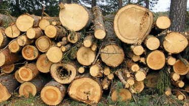 Myrskypuun korjuun venyminen talven yli tasoittanee puukaupan kehitystä loppuvuodeksi. Arkistokuva: Tuija Järvelä-Uusitalo