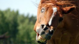 Hevoset ovat arkoja ja voivat pelätä moottoriajoneuvoja sekä pyöräilijöitä. Kuva: Pixabay