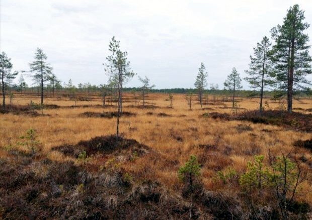 Viinivaarasta, jossa Oulun kaupungilla on vedenottosuunnitelmia, on otettu suojeluun uusia soita. Suojelu saattaa lisätä alueen arvoa ja antaa Oululle syytä arvioida soiden, kuten kuvassa näkyvän Leppisuon ja alueen vesistöjen merkitystä.