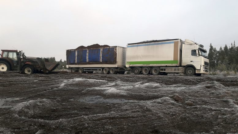 Työt alkavat turvealalla olla todella vähissä. Kuvassa kuivikekuorma on lähdössä Arto Haapaniemeltä yli-iiläiselle karjatilalliselle, Janne Manniselle. Haapaniemen mukaan iso kiitos kuuluu paikalliselle maanviljelijälle, joka käyttää turvetta kuivikkeena, pitäen näin turveyrittäjää leivän syrjässä kiinni. Kuiviketurpeen käytöllä ei kuitenkaan alan ongelmia ratkota. (Kuva: Arto Haapaniemi)