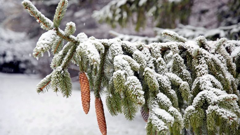 Kotimaisia kuusia kasvattaa noin 400 yrittäjää.