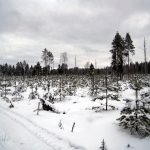 Kangasojan yhteismetsää Honginkonsuon alueella. Maanomistajat joutuvat puntaroimaan metsänsä tulevaisuutta tuulivoimahankkeen edessä. Päätös ei aina ole helppo. (Kuva: Jani Maalismaa)