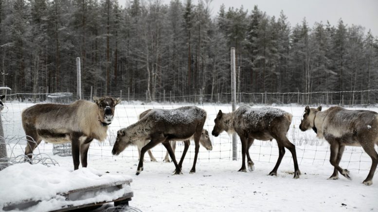 Ajoporot kääntävät nopeasti selkänsä tuntemattomalle vierailijalle. Juha Parkkinen toivoo, että keväällä päästäisiin järjestämään jälleen porokilpailuja.