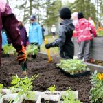 Kesäkuu. Ylikiimingin Vesalassa avattiin koulun ja koko kylän yhteisöllisyyden puutarha. Kiiminkijoen varteen rakentui vehreä oleskelupuutarha eri ikäisten yhteistyöllä. Puutarha lisää alueen käyttöä ja tuo jokivarren hienon maiseman upeasti esille. (Kuva: Teea Tunturi)