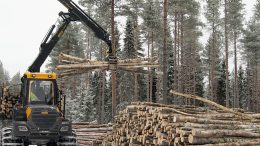 Talven hakkuut ovat Iin metsissä vauhdissa, ja pakkasten ansiosta penkkatiet ja metsäautoteiden pohjat ovat hyvässä kunnossa. Iin mhy:n toiminnanjohtaja Henri Turtinen on myös hyvillään, että vaihtoehtoja koivukuitupuun menekkiin on alkanut löytyä. Kotimaan hintoja halvemmalla ei koivukuitua kuitenkaan ulkomaillekaan myydä.