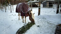 Suomenhevonen Äijä mutustaa joulukuusta tyytyväisenä. Kuusen kaluaminen tarjoaa hevosille virikkeitä ja ajankulua.