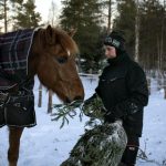 Kaisu Ylitalon mukaan kuusi on hevosille erinomainen C-vitamiinin lähde. Ylitalon vieressä kuusenoksalla herkuttelee suomenhevonen Taipaleen Reiska.
