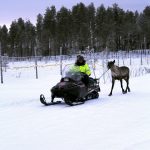 Nyt on kyllä jännitystä ilmassa. Kahteen vuoteen ei ole järjestetty Poro Cup -kisoja. Sekä porojen että kilpailijoiden kunto on arvoitus, tuumii poroaan juoksuttava Nuorittan kisojen johtaja Juha Parkkinen