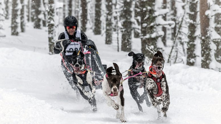 Tiina Hakala osallistuu tällä viikolla valjakkoajon MM-kisoihin neljän koiran sprinttiluokassa. Kuva on toissa viikonvaihteesta voittoisista Jämin talvikisoista. (Kuva: Kimmo Virkki)