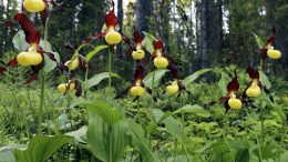 Orkideoihin kuuluva tikankontti on kukkiessaan Kiimingin kalkkialueen näyttävimpiä kasveja, mutta moni harvinainen laji on huomaamaton. (Kuva: Seppo Kemppainen/Vastavalo)