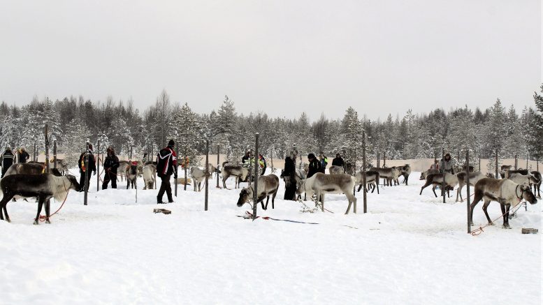 Kisoihin oli ilmoittautunut 157 poroa.