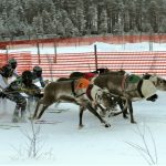 Starteissa riitti jännitettävää, kun kuusi poroa kuskeineen lähetetään matkaan. Osa ajajista käyttää kisoissa laskettelusuksia, kun taas osa kisaa hiihtosuksilla.