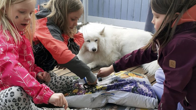 Iiris (vas), Sanni ja Elsa auringonkukansiemeniä istuttamassa. Piika-koira vahtii kylvöä. (Kuva: Anu Uusitalo)