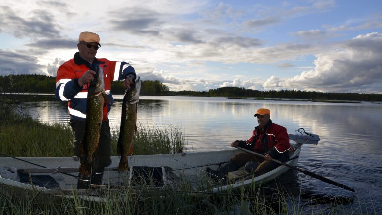 Juhani Tomperi (vas.) nappasi Juopulinjärveltä kaksi isoa haukea. Suurimmalla hauella oli painoa 6,170 kiloa. Juhani Tomperi ja Heikki Väänänen uistelivat voittoon Juopulinjärvellä 19,735 kilon yhteissaaliillaan. Tomperi ja Väänänen johtavat uistelun Ylikiiminki-cupia 26,815 kilon yhteissaaliillaan ennen Vuotonjärven päätöskisaa.