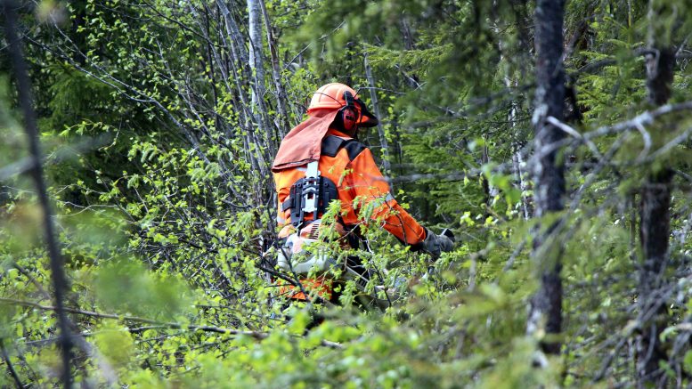 Metsureita on metsätöihin riittänyt, eikä metsureiden määrää nähdä riskinä, vaikka tarpeet puun hankinnan lisääntymisen myötä kasvavatkin. Haasteet ovat metsäkone- ja puutavara-autojen kuljettajien löytämisessä. Puunkorjuuseen ja -kuljetukseen syntyy kaikkiaan tuhat uutta työpaikkaa, kun Metsä Groupin Kemin biotuotetehdas käynnistyy syksyllä 2023. (kuva: Teea Tunturi)