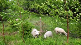 Hiastinhaaran ja Patakarin laitumilla laiduntaa yhteensä 17 aikuista lammasta ja 26 karitsaa.