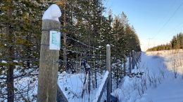 Kainuun metsäpeura-aitaa. (Kuva: Laura Puikkonen, metsähallitus)