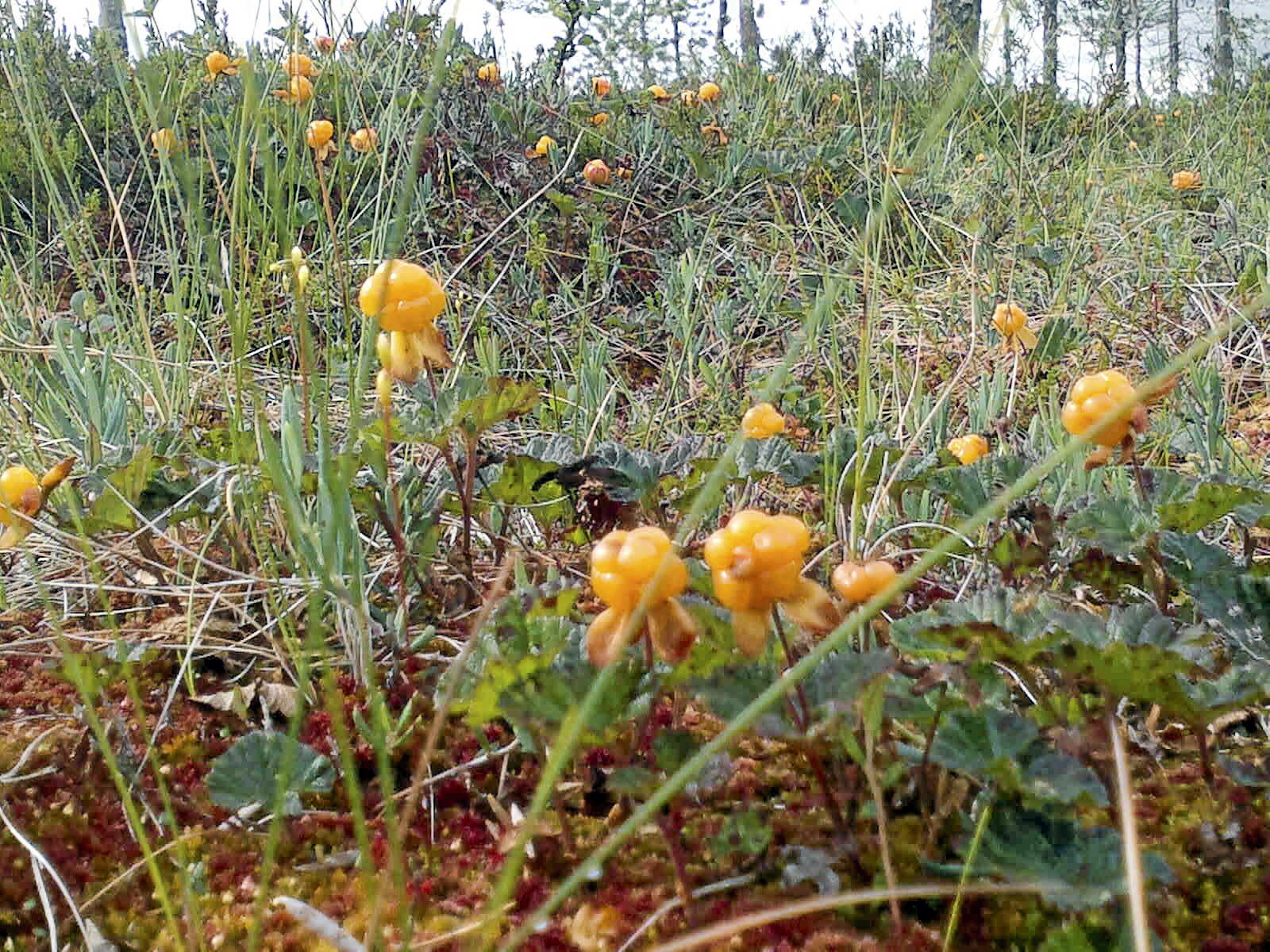 poliisin-neuvoo-marjastajia-rantapohja