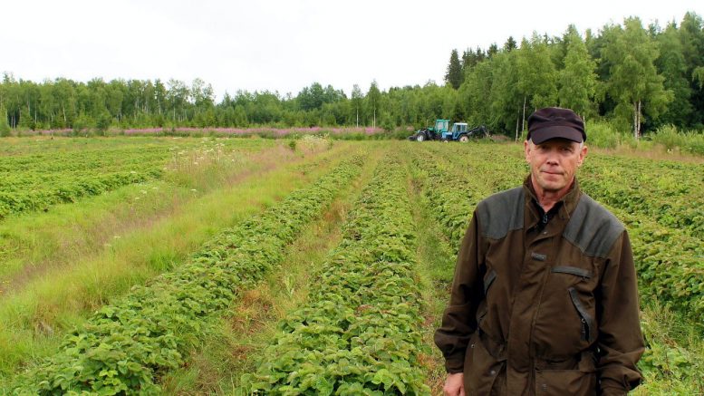 Erkki Mikkosella on yli kolmen vuosikymmenen kokemus mansikan viljelystä.