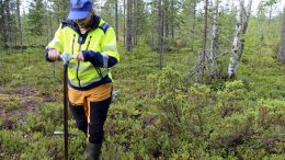 Vanhempi projektigeologi Sari Romppanen ottaa Iin Oijärven maastossa maaperänäytteen auger-kairalla. Etsinnässä ovat kullan indikaattorialkuaineet. (Kuva: Teea Tunturi)