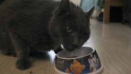 Koiranruoka saattaa maistua kissallekin satunnaisena välipalana, vaikka kissa ei siitä kaikkia tarvitsemiaan ravintoaineita saakaan.
